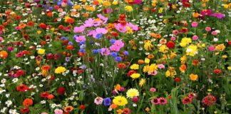 Flores